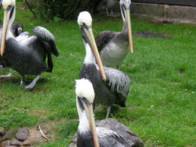 Смотреть фото Перуанский пеликан Фото Перуанский пеликан