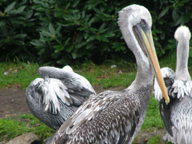 Смотреть фото Перуанский пеликан Фото Перуанский пеликан