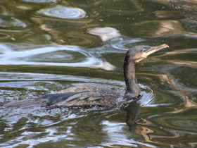Смотреть фото Большой баклан Фото Большой баклан