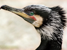 Большой баклан Большой баклан