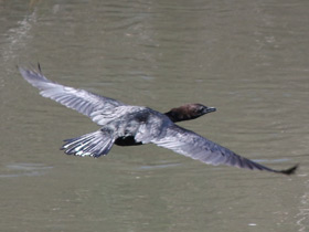 Смотреть фото Малый баклан Фото Малый баклан