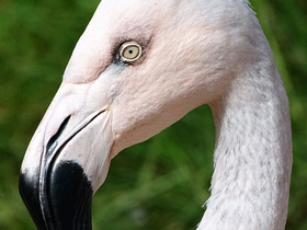 Фото Чилийский фламинго