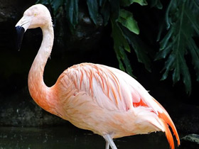 Фото Чилийский фламинго