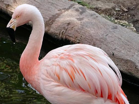 Фото Чилийский фламинго