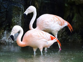 Фото Чилийский фламинго