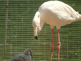 Смотреть фото Обыкновенный фламинго Фото Обыкновенный фламинго