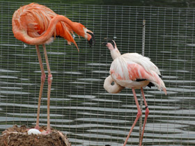 Фото Красный фламинго