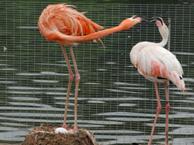 Фото Красный фламинго