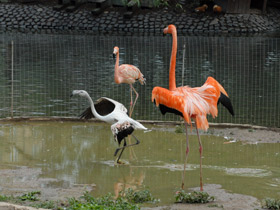 Фото Красный фламинго