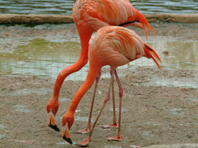 Фото Красный фламинго