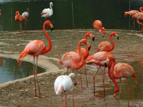 Фото Красный фламинго