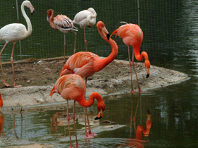 Фото Красный фламинго