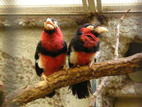 Смотреть фото Сенегальская либия Фото Сенегальская либия