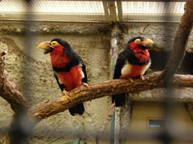 Смотреть фото Сенегальская либия Фото Сенегальская либия