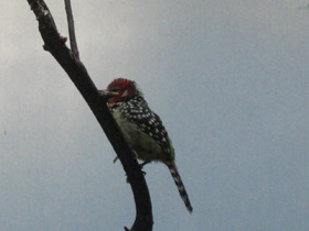 Смотреть фото Огненноголовый бородастик Фото Огненноголовый бородастик