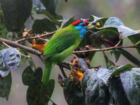 Смотреть фото Голубощёкий бородастик Фото Голубощёкий бородастик