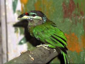 Смотреть фото Красногузый бородастик Фото Красногузый бородастик