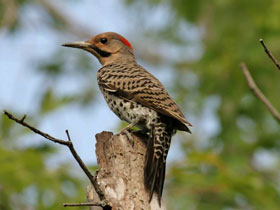 Золотой дятел Золотой дятел