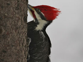 Смотреть фото Хохлатая желна Фото Хохлатая желна