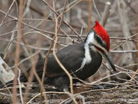 Смотреть фото Хохлатая желна Фото Хохлатая желна