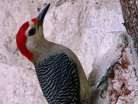 Золотолобый меланерпес Золотолобый меланерпес