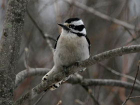 Смотреть фото Пушистый дятел Фото Пушистый дятел