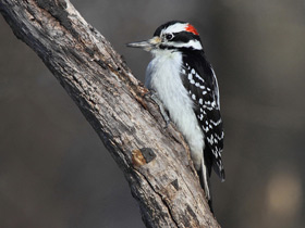 Волосатый дятел Волосатый дятел