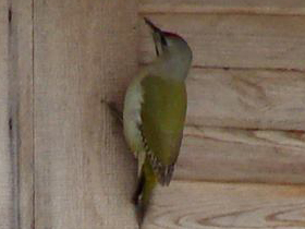 Смотреть фото Седой дятел Фото Седой дятел