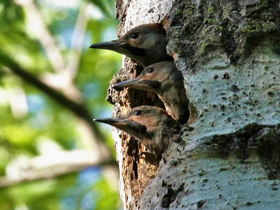Смотреть фото Седой дятел Фото Седой дятел