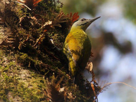 Смотреть фото Седой дятел Фото Седой дятел