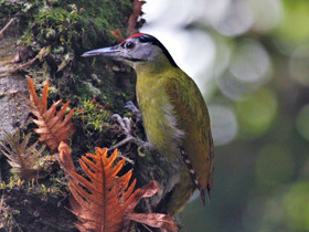 Смотреть фото Седой дятел Фото Седой дятел