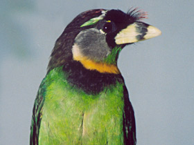 Смотреть фото Красночубый бородастик Фото Красночубый бородастик