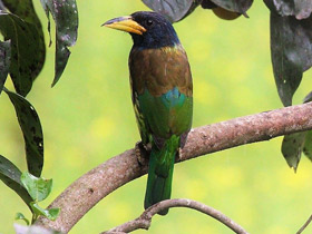 Смотреть фото Большой бородастик Фото Большой бородастик