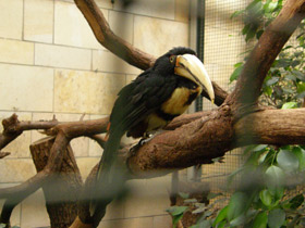 Смотреть фото Желтобрюхий арасари Фото Желтобрюхий арасари