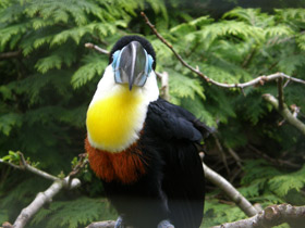 Смотреть фото Черноклювый тукан Фото Черноклювый тукан