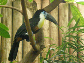 Смотреть фото Тукан токо Фото Тукан токо