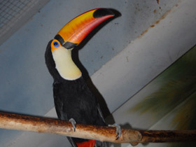 Смотреть фото Тукан токо Фото Тукан токо