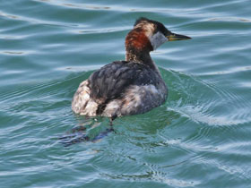 Смотреть фото Серощёкая поганка Фото Серощёкая поганка