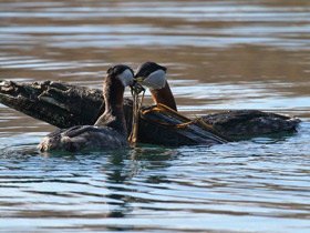 Смотреть фото Серощёкая поганка Фото Серощёкая поганка