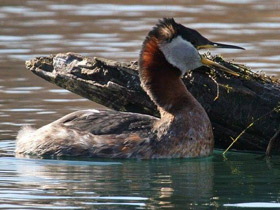 Смотреть фото Серощёкая поганка Фото Серощёкая поганка