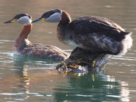 Смотреть фото Серощёкая поганка Фото Серощёкая поганка