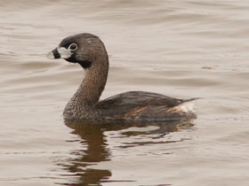 Смотреть фото Пестроклювая поганка Фото Пестроклювая поганка