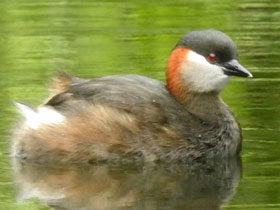 Фото Мадагаскарская малая поганка