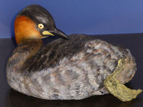 Фото Карликовая поганка