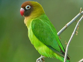 Смотреть фото Чернощёкий неразлучник Фото Чернощёкий неразлучник