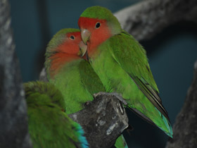 Смотреть фото Розовощекий неразлучник Фото Розовощекий неразлучник