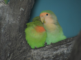 Смотреть фото Розовощекий неразлучник Фото Розовощекий неразлучник