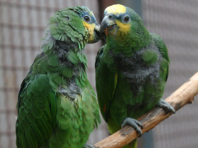 Смотреть фото Синелобый амазон Фото Синелобый амазон