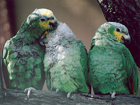 Синелобый амазон Синелобый амазон