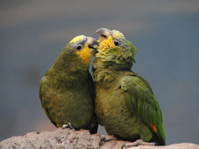 Венесуэльский амазон Венесуэльский амазон